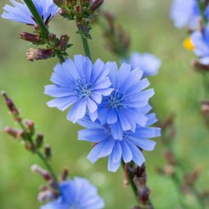 Bulk Chicory Seeds Enjoy For Sale