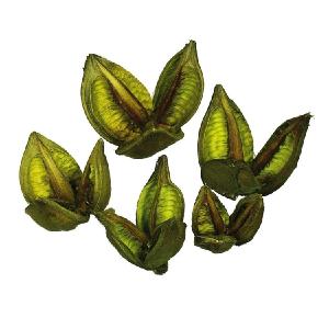 3"-4" Dried and Preserved Light Basil Sora Pods 25-Pack Free Shipping 2025