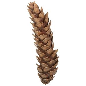 10" Dried and Preserved Extra-Large Natural White Pine Cones 30-Pack Best Place Cheap Pice