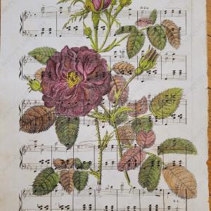 Rose on Sheet Music - Reproduction Free Shipping In China