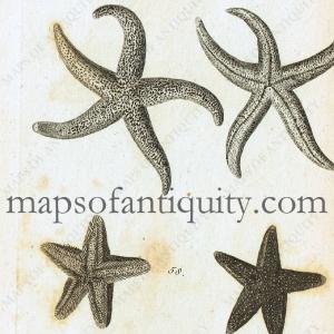 1760 - Starfish - Antique Print Sale Pre Order