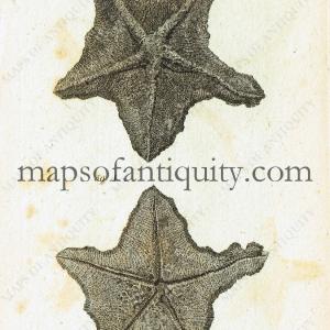 1760 - Starfish - Antique Print Original Online