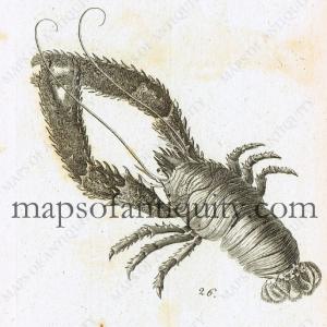 1760 - Spiny Lobster - Antique Print Great Deals Cheap Pice
