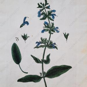 1739 - Sage - Antique Print Shop Offer Cheap Pice