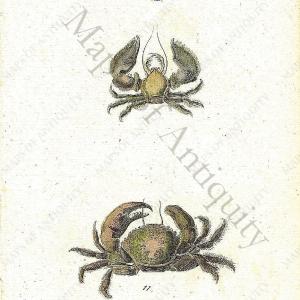 1760 - Crabs Shells - Antique Engraved Print Low Pice Sale Online