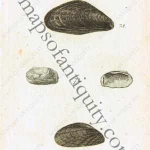 1760 - Mytilus Shells - Antique Print Discount Cost