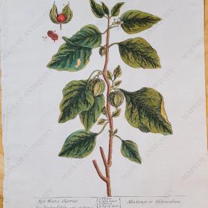 1739 - Red Winter Cherries - Antique Print Buy Cheap Excellent