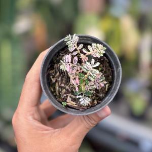 Phylantus urinara variegated Outlet Good Selling
