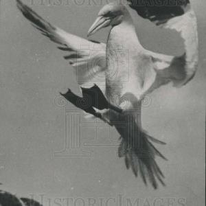 1939 Press Photo Gannets fishing birds New Styles For Sale
