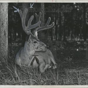 1949 Press Photo Canadian Rockies deer Supply Sale Online