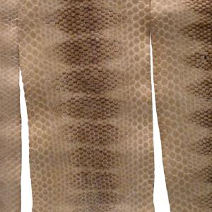 Sea Snake Skins Pre Order For Sale