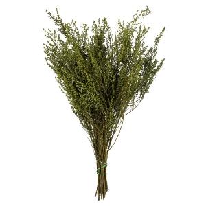 14"-18" Natural Preserved Oasis Green Stoebe 5oz Bundle 5oz Bundle Newest Cheap Online