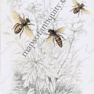 1840 - Honey-bee - Antique Print Pictures Cheap Pice
