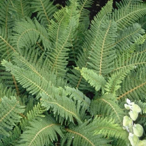 Zachte naaldvaren - Polystichum setiferum 'Proliferum' Outlet Hot Sale