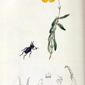 British entomology. v.2London,Printed for the author,1823-40. |  | Vintage Print Reproduction 464039 Best Place For Sale