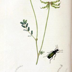 British entomology. v.2London,Printed for the author,1823-40. |  | Vintage Print Reproduction 464041 Best For Sale