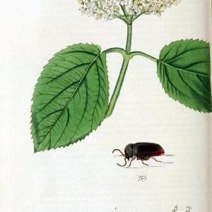 British entomology. v.2London,Printed for the author,1823-40. |  | Vintage Print Reproduction 464049 Genuine Sale Online