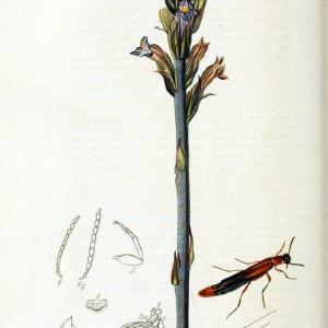 British entomology. v.2London,Printed for the author,1823-40. |  | Vintage Print Reproduction 464042 Reliable Cheap Online