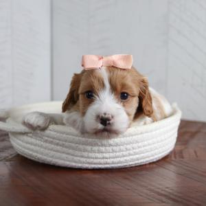 Toffee - Available 4/23 Outlet Original