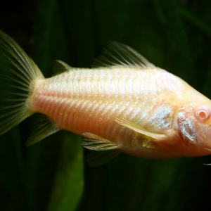 Corydoras (Albino Paleatus) Visit New For Sale
