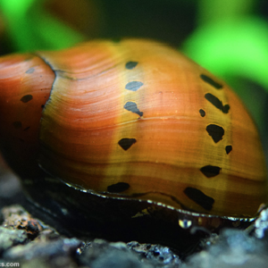 Neritina natalensis sp. "Tiger" (Tiger Nerite Snail) Recommend Sale Online