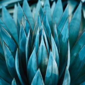 Blue Agave Nectar - Premium Fragrance Oil Cheap Sale