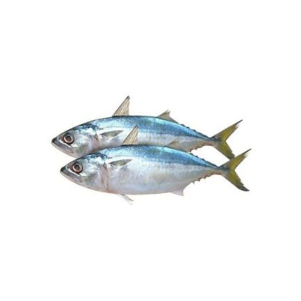 Indian Mackerel (Bangada) 2kg (Next Day Delivery) (Ahmed Foods) Visit New Online