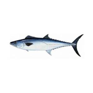 King Mackerel (Surmai) 2kg (Next Day Delivery) (Ahmed Foods) Enjoy For Sale