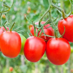 Tomat cherry Vespolino F1, fr Clearance Original