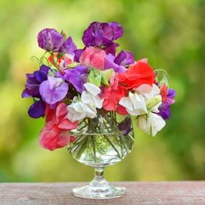 Blomsterert, Royal, bl.farger Big pack - fr Free Shipping With Paypal