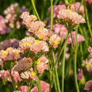 Knerisp, Cutie Apricot - fr Clearance Geniue Stockist