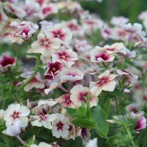 Sommerfloks, Cherry Caramel - fr Cheap Sale Newest