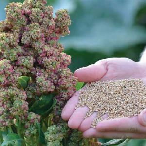 UNIK! Quinoa Vikinga, fr Low Cost For Sale