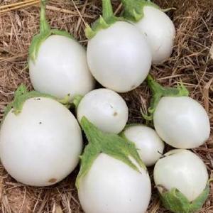 Aubergine Blanche Ronde  Oeuf - kologiske fr Free Shipping Outlet Locations