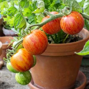 Tomat Tigerella, fr Enjoy Online