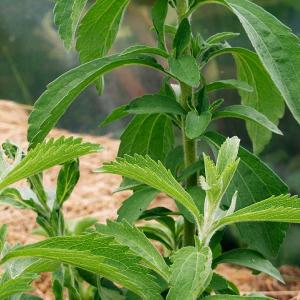 Stevia - flerrig kologiske fr Marketable