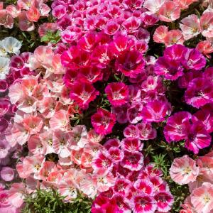 Asalia, Sommer-, mix - fr Outlet Buy