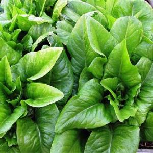 Hodesalat Deer Tongue - kologiske fr Cheap Sale Low Pice