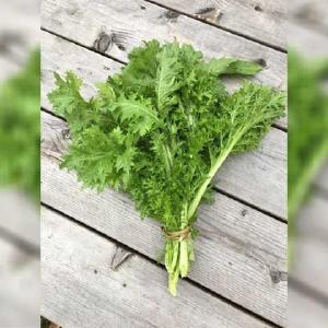 Wasabino salat - kologiske fr Clearance Eastbay