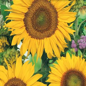 Sunflower, Sunspot Seeds Clearance Cheapest Pice