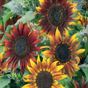 Sunflower, Paquito Seeds With Mastercard Cheap Online