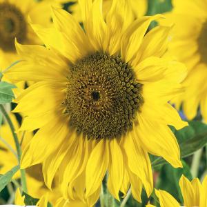 Sunflower, Munchkin Seeds Online Online Cheap Online