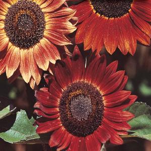 Sunflower, Evening Sun Seeds Latest Sale Online