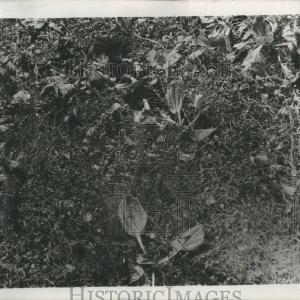 1955 Press Photo Broad Leaved Plaintain Weeds Free Shipping Tumblr