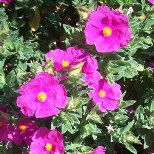 Cistus x pulverulentus Sunset Clearance Clearance