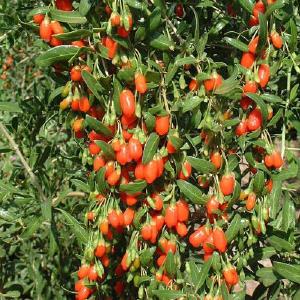 Goji Berry Latest Cheap Online