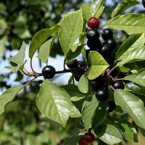 Frangula alnus - Alder Buckthorn Clearance Latest