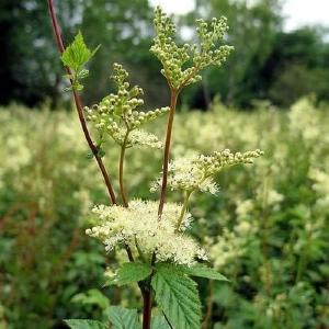 Filipendula ulmaria - Meadowsweet Order Cheap Online