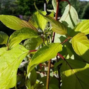 Cornus alba Aurea Buy Cheap Great Deals