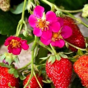 Strawberry Toscana Purchase Cheap Pice